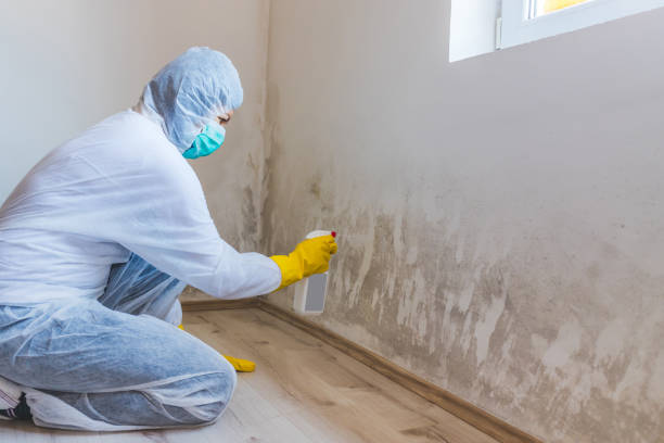 Licensed Attic Mold Removal service in Warren, MI - WQB Mold Removal