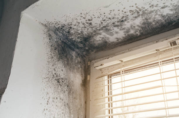 Affordable Attic Mold Removal solutions in Warren, MI